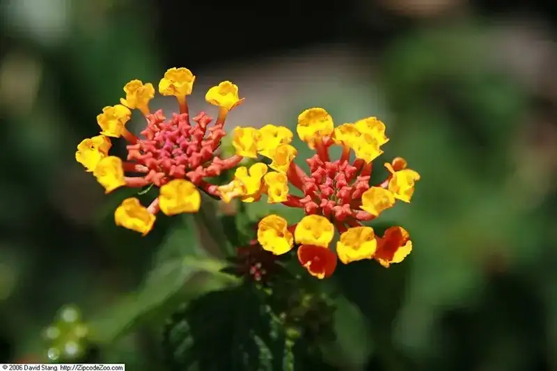 Dallas Red lantana flower clusters opening yellow and maturing orange-red