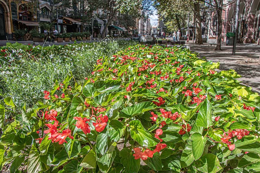 Red Dragon Wing begonia flowering in a garden bed with glossy wing-shaped foliage