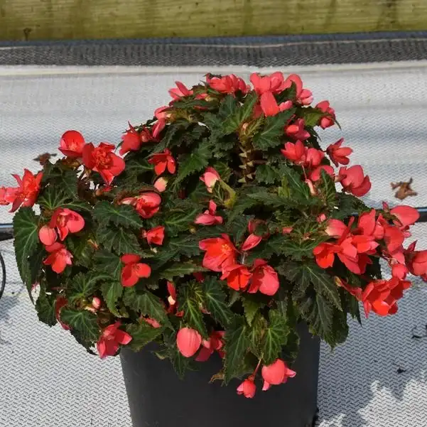 I’Conia® First Kiss Hot Pink begonia in a trial container