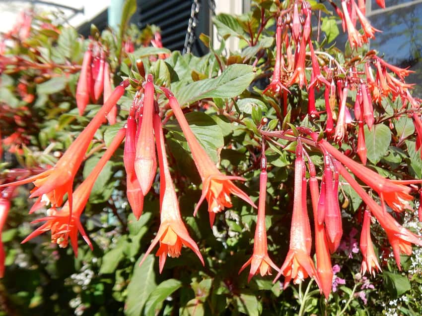 Gartenmeister Bonstedt fuchsia with coral-red tubular flowers and green foliage