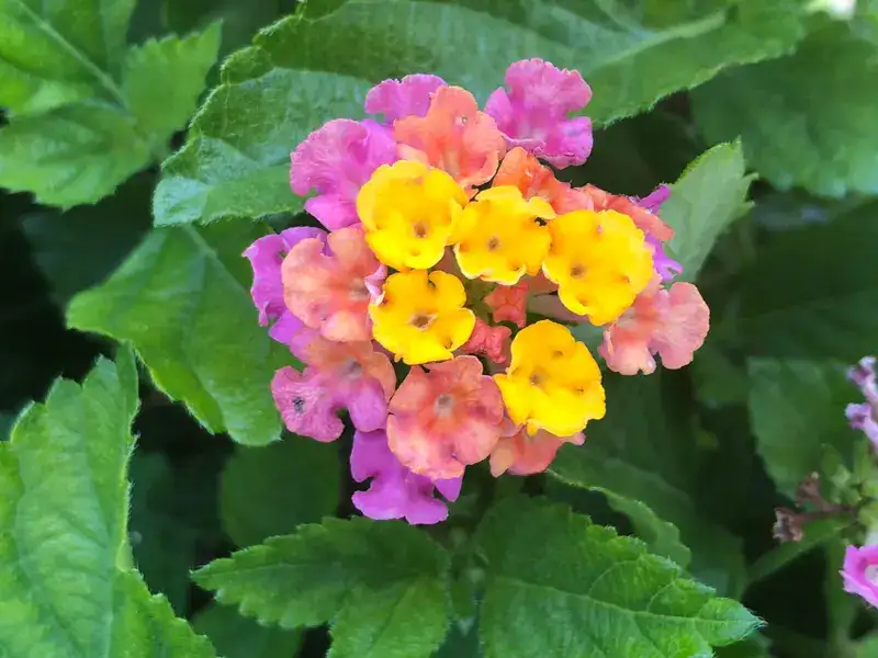 Havana Sunset lantana cluster with yellow, peach and pink flowers
