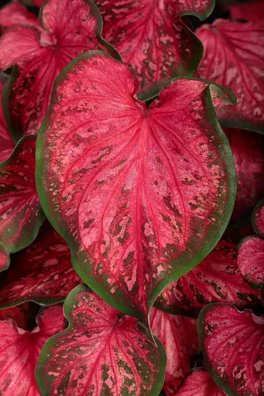 Heart to Heart® caladium, plant photograph