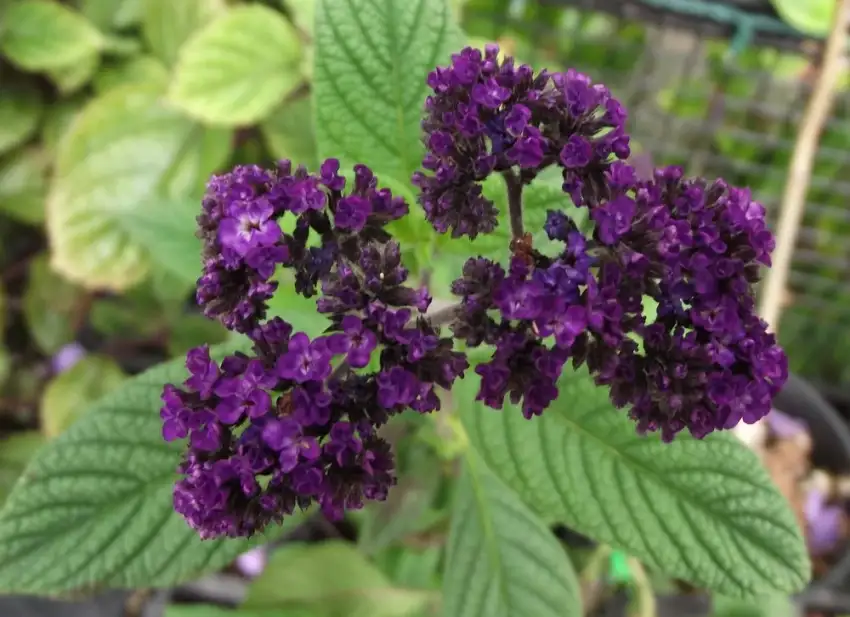 Fragrant Delight heliotrope, Heliotropium arborescens 'Fragrant Delight'