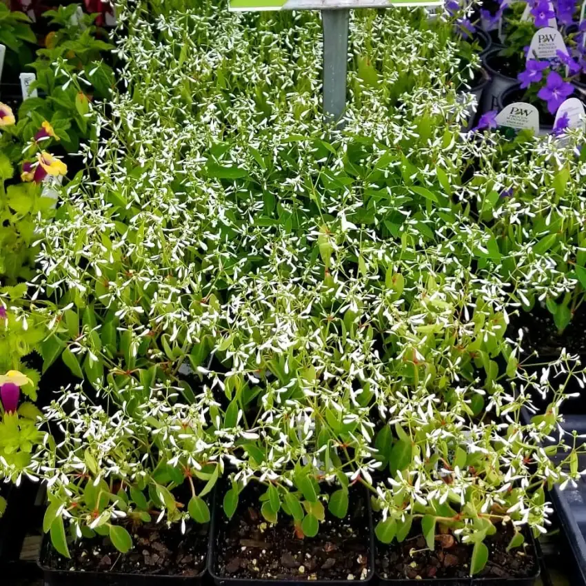 White flowers and green foliage of Hip Hop euphorbia growing in nursery pots