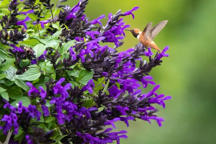 BODACIOUS® Hummingbird Falls salvia ('Hummingbird Falls')