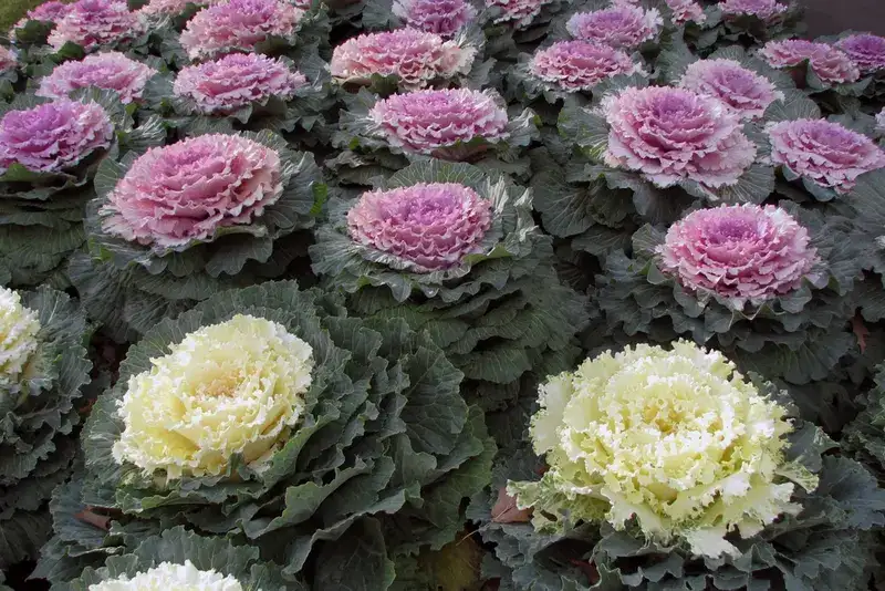 Ornamental cabbage and kale, plant photograph