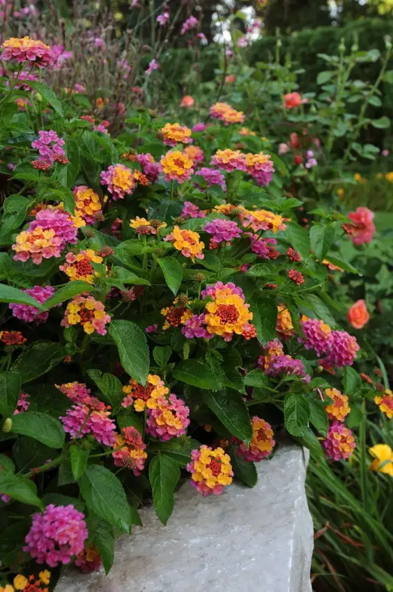 Landmark™ Sunrise Rose lantana ('Balandsunrim')