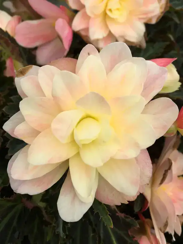 I’Conia® Lemon Berry begonia, flowers and foliage