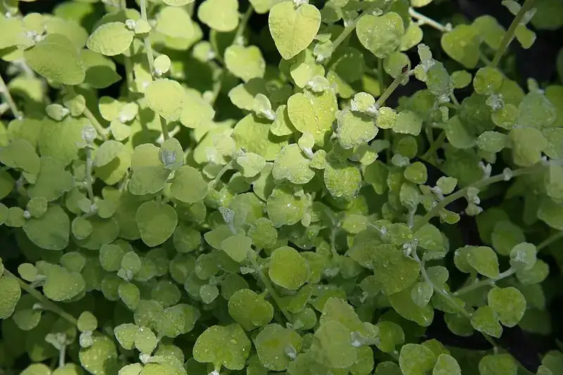 Limelight licorice plant, plant photograph