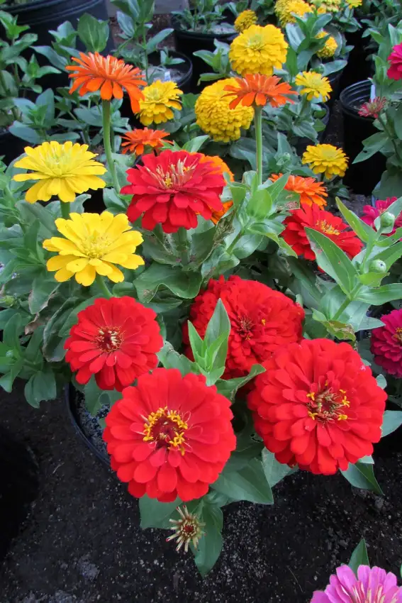 Magellan Starburst Mix zinnias pictured; mix colors vary.