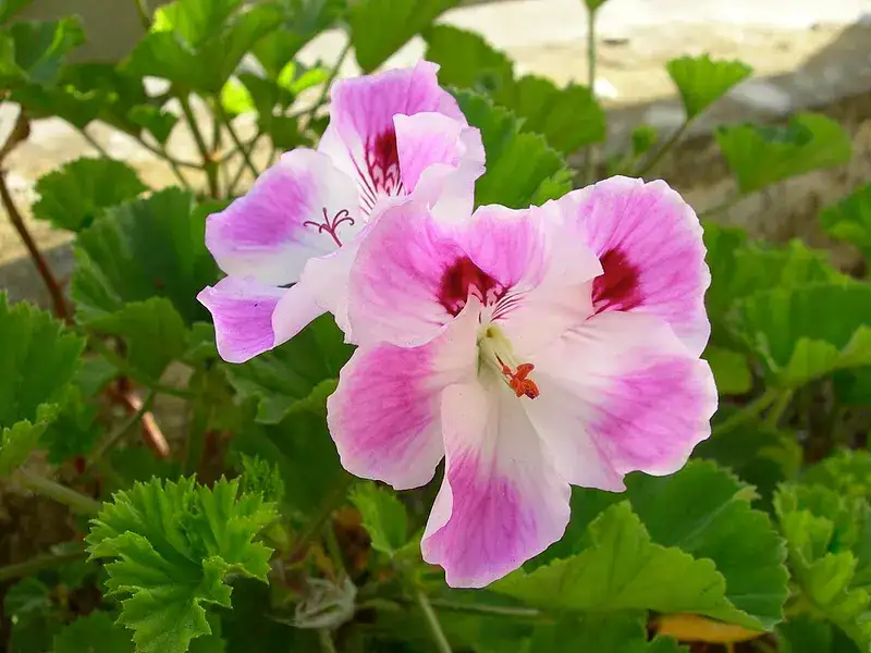 Representative Martha Washington regal geranium with pale pink flowers and darker markings