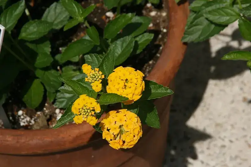 Golden-yellow New Gold lantana flowers with green foliage