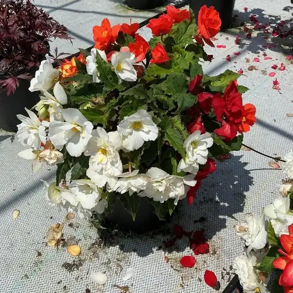 Nonstop® Select Mix begonias with red and white flowers in a trial container