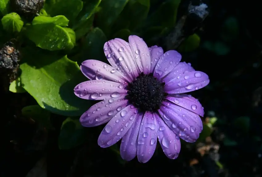 Purple Osteospermum flower, representative of the African daisy assortment