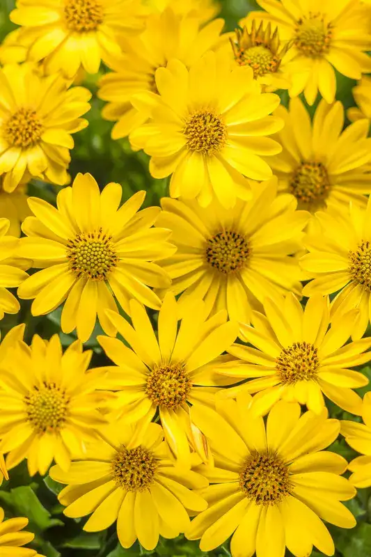 Representative yellow African daisies in bloom
