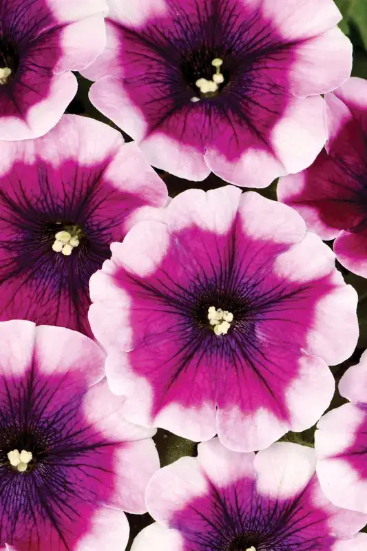 Crazytunia Passion Punch petunia with dark purple centers and pale pink petal edges