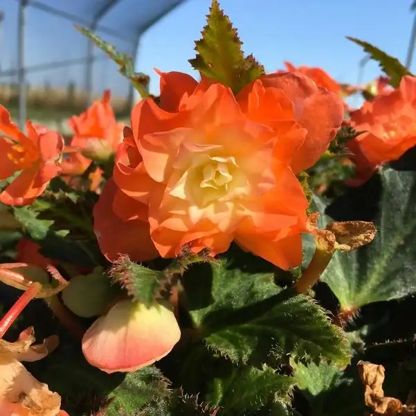 I’Conia® Scentiment Peachy Keen begonia, flowers and foliage