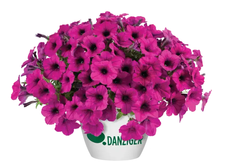 Representative fuchsia-colored petunia with many vivid magenta flowers