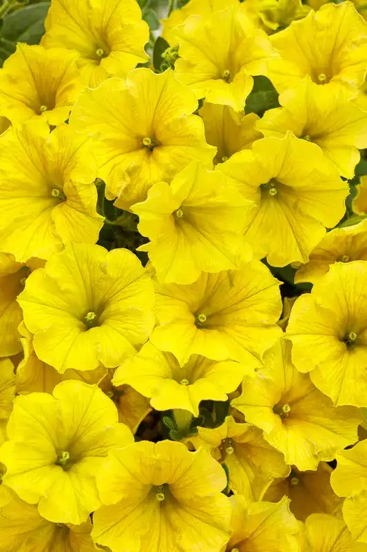 Representative yellow petunia with clusters of clear yellow flowers
