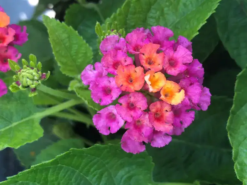 Havana Pink Sky lantana flower cluster with pink outer blooms and peach-yellow centers