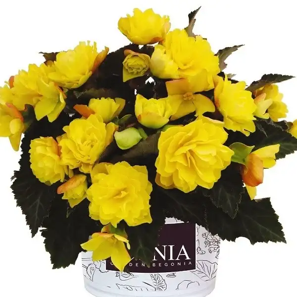I’Conia® Portofino Yellow begonia