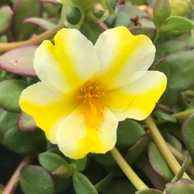 SeaGlass Lemon Twist purslane with a cream flower striped lemon yellow