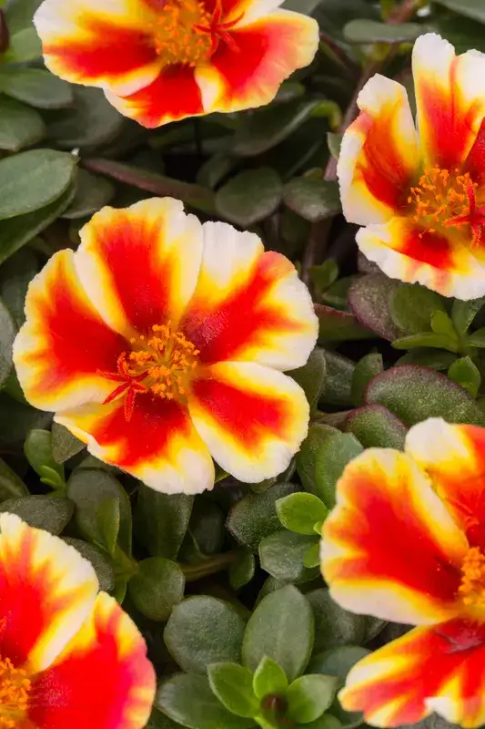 SeaGlass® Mango Mojito purslane, flowers and foliage