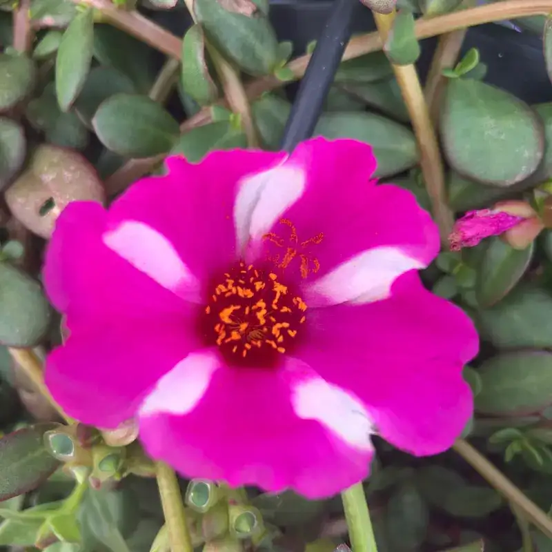 SeaGlass Pink Lady purslane with a bright magenta flower and pale pink streaks