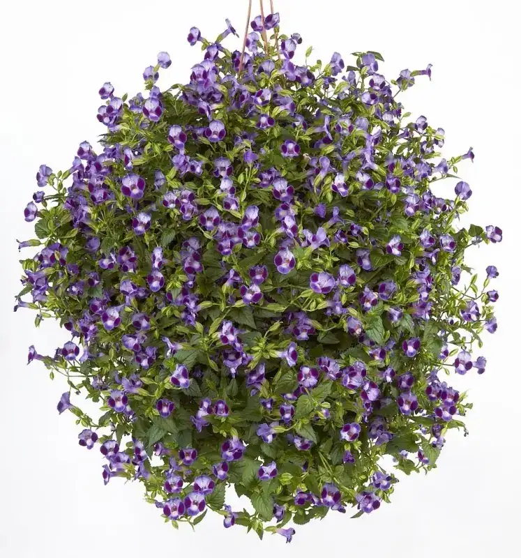 Purple Moon wishbone flower in a hanging basket with many violet-purple blooms