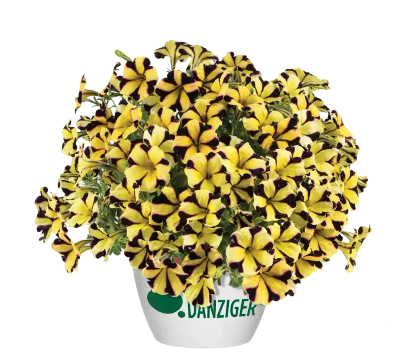 Representative Sunflower Ray™ petunia with yellow petals and dark star pattern; Improved selection pictured