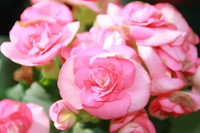 Rieger / Elatior begonia, plant photograph