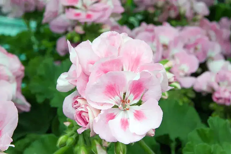 Rocky Mountain Light Pink zonal geranium flowers, representative of the multicolor series
