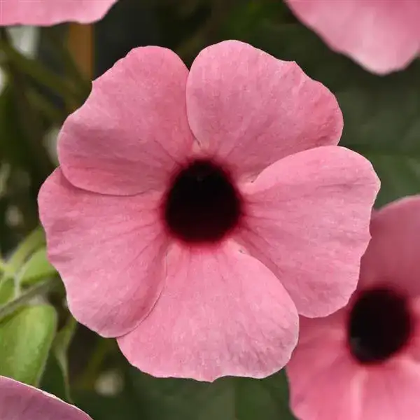 Sunny Rose Sensation black-eyed Susan vine with pink flowers and dark centers