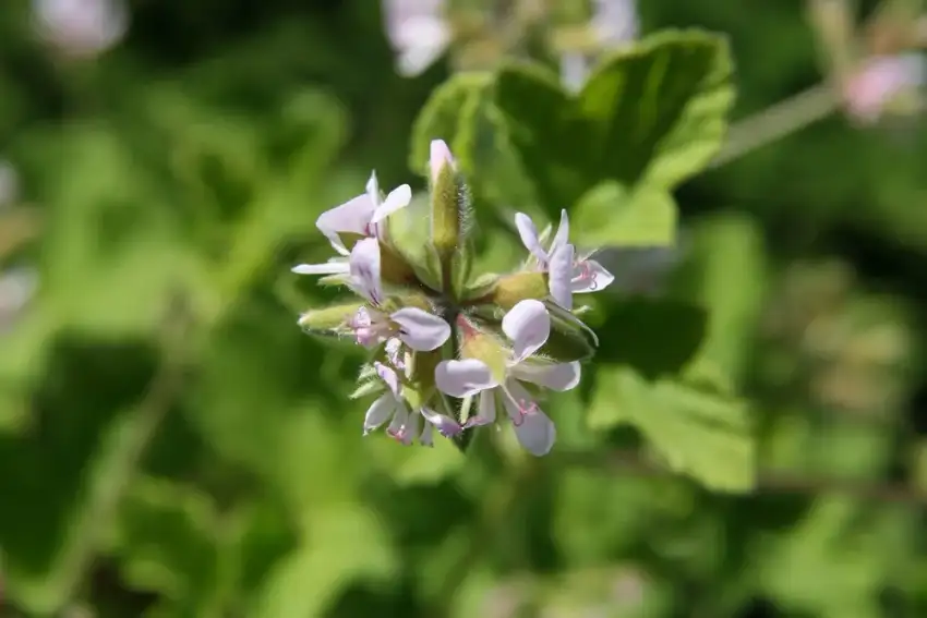 Citronella scented geranium, Pelargonium 'Citronella'