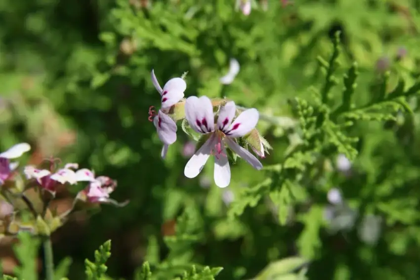 Dr. Livingstone scented geranium, Pelargonium radens 'Dr Livingstone'