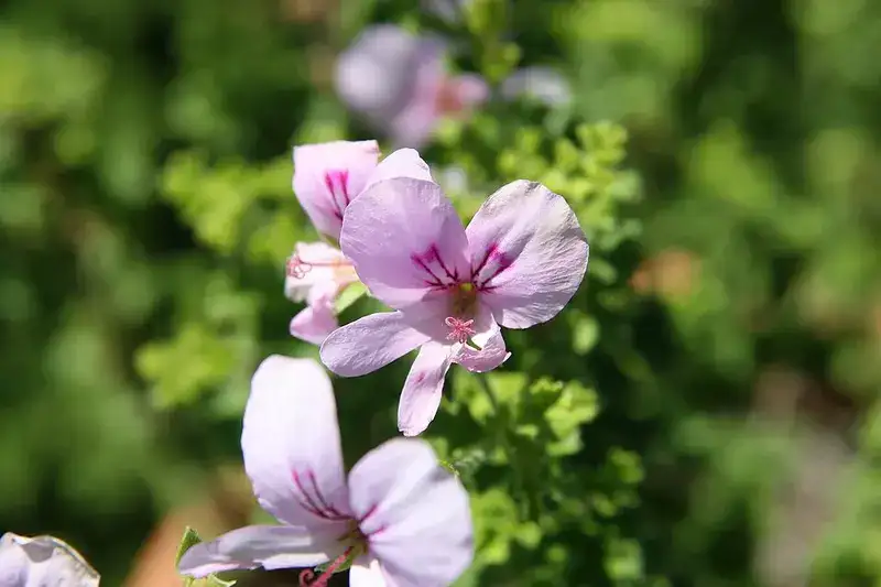Lemon Crisp pelargonium with pale pink flowers and small crinkled leaves