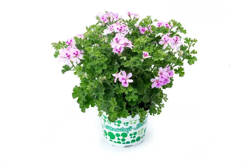 Potted Lemona scented geranium with pink flowers and bright green foliage