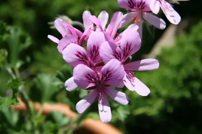 Lime scented geranium, Pelargonium 'Lime'