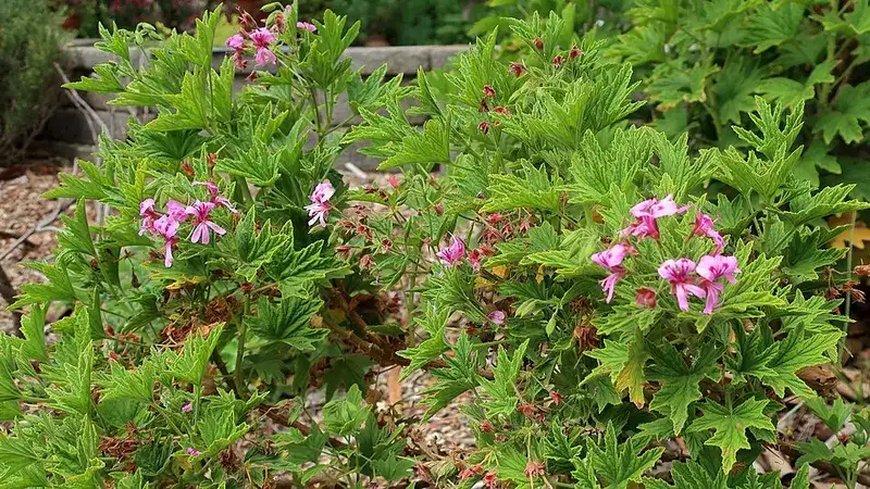 Mabel Grey scented geranium with jagged green leaves and small pink flowers