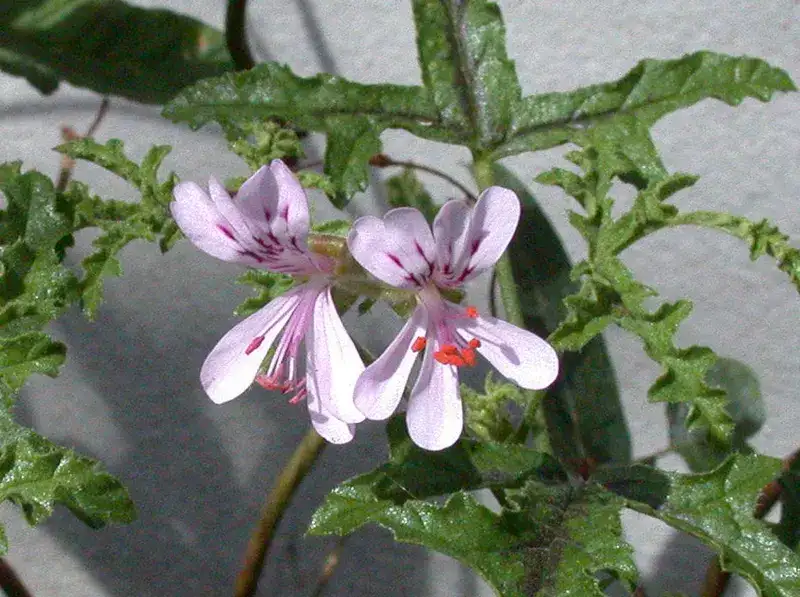 Representative oak-leaf geranium with deeply cut leaves and pale pink flowers