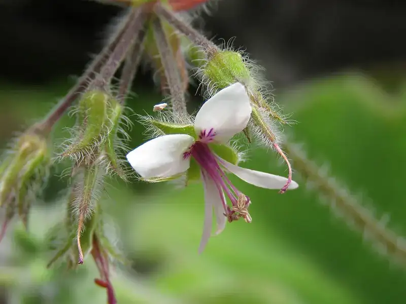 White-and-purple flower of peppermint-scented geranium