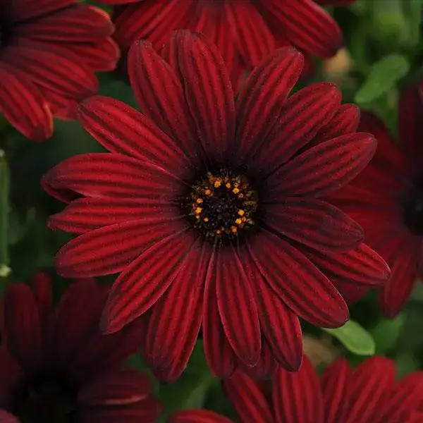 Serenity Red African daisy with deep red petals and a dark center
