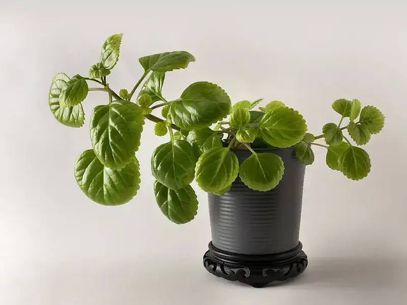 Potted Swedish ivy with glossy green leaves on trailing stems