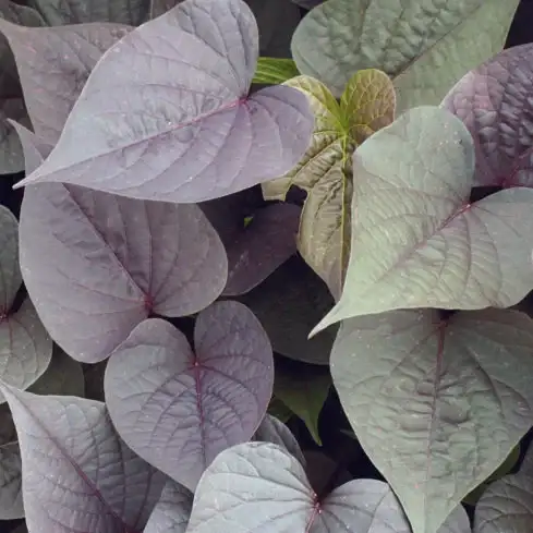 Sweet Caroline Sweetheart Purple sweet potato vine foliage.