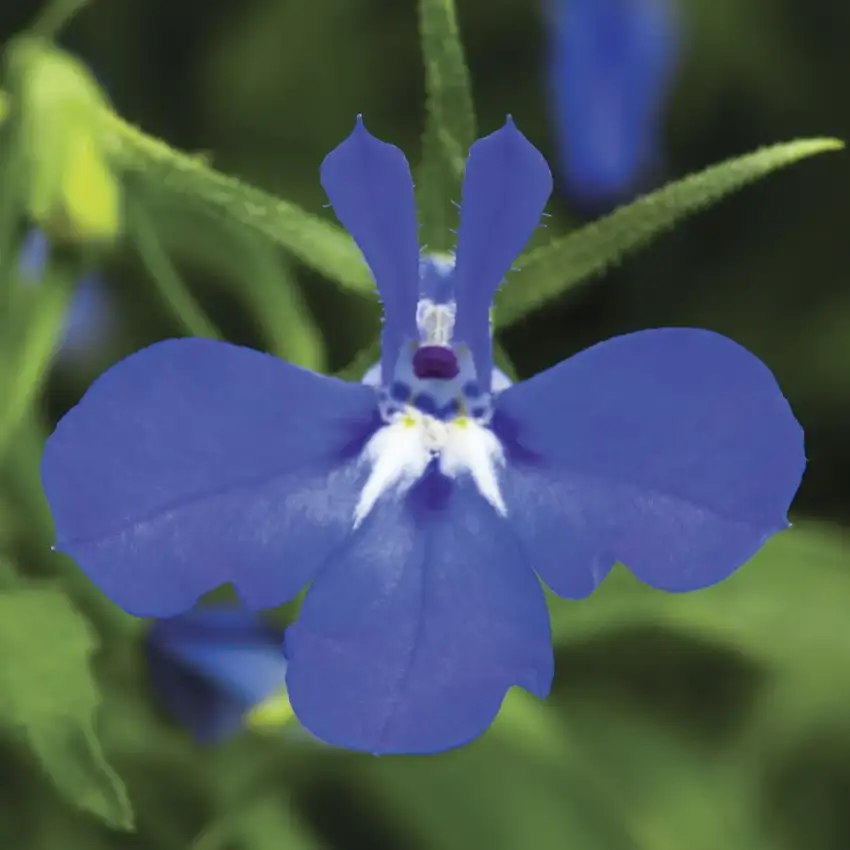 Techno® Heat Dark Blue lobelia ('Tech Darbule')