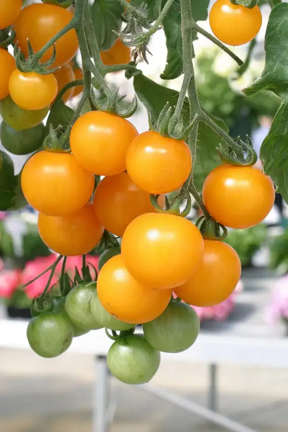 Tumbling Tom Yellow tomato