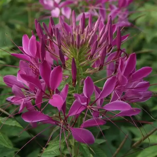 Queen Violet (Violet Queen) spider flower