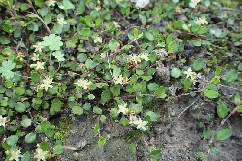 Creeping wire vine with small round leaves and wiry stems over the ground