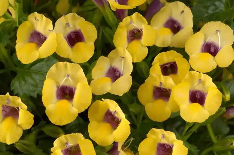 Yellow Moon wishbone flower with yellow blooms and dark purple throats