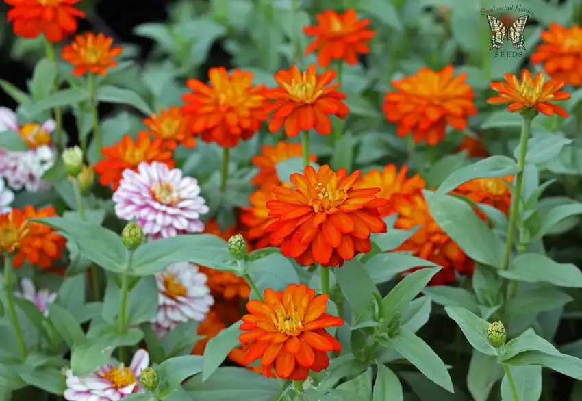 Zahara Double Fire zinnia pictured; Zahara series colors and selections vary.